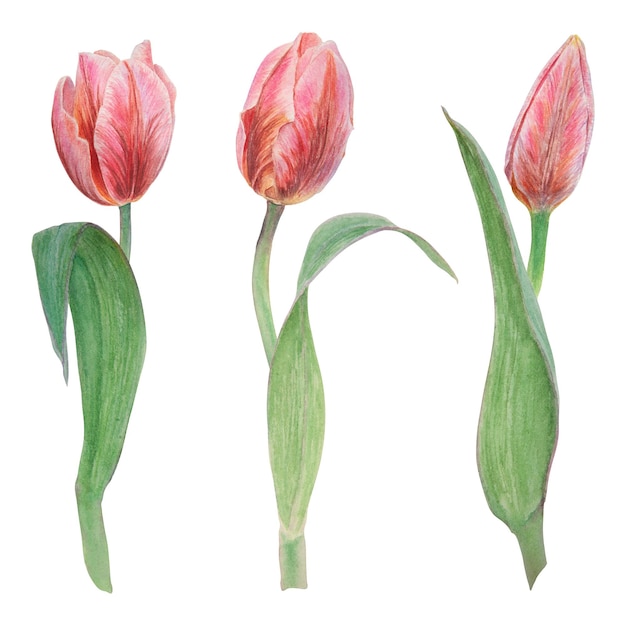 Watercolor realistic botanical set of pink tulips illustrations isolated on white background for your design wedding print products paper invitations cards fabric posters