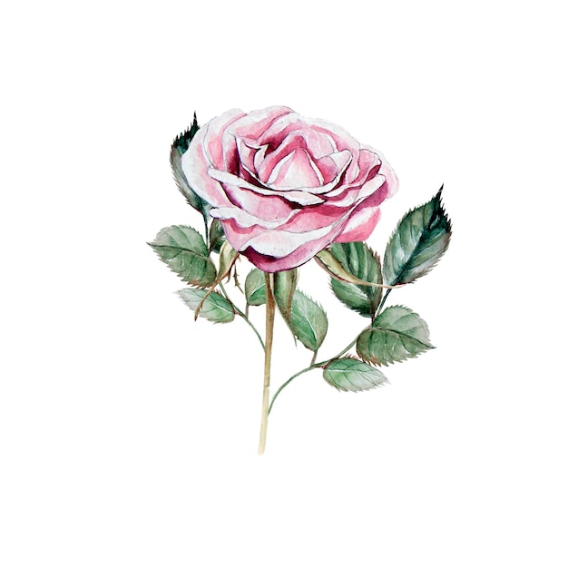 Watercolor realistic rose Hand drawing