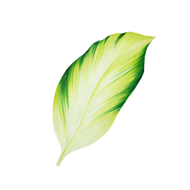 Watercolor realistic tropical illustration leaf isolated on white background Beautiful botanical