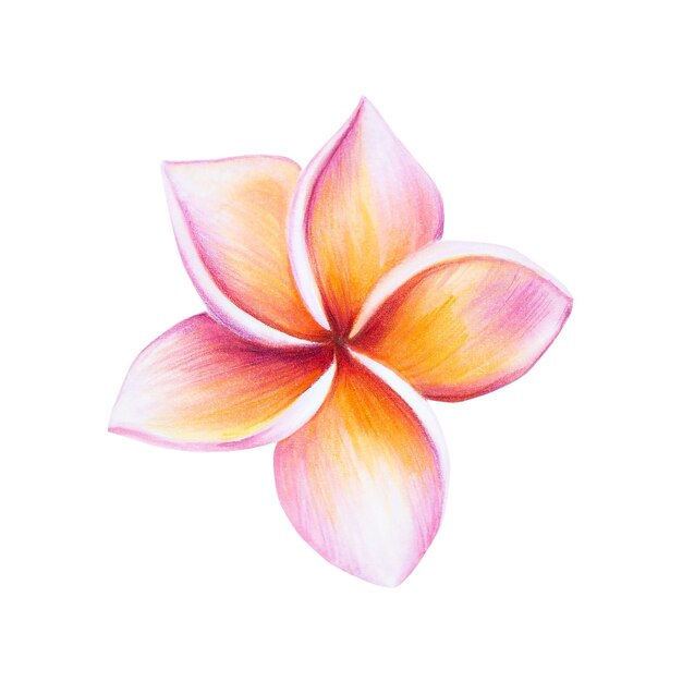 Watercolor realistic tropical illustration of plumeria flowers with leaves isolated on white backgro