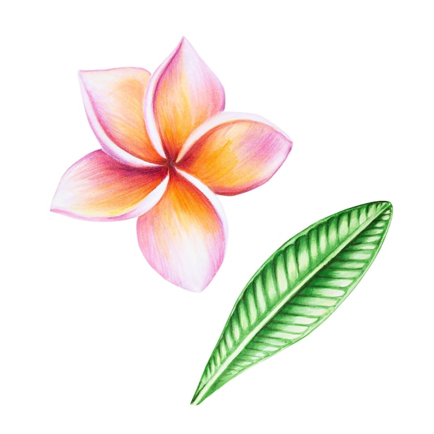 Watercolor realistic tropical illustration of plumeria flowers with leaves isolated on white backgro