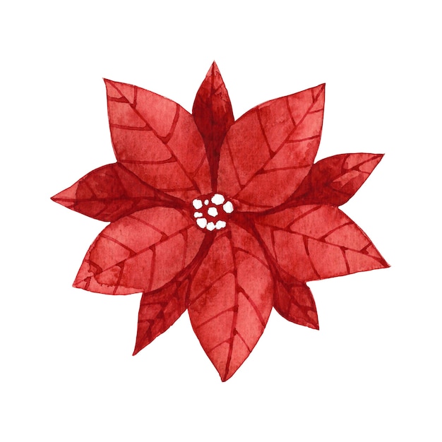 Watercolor red poinsettia flower clip art.