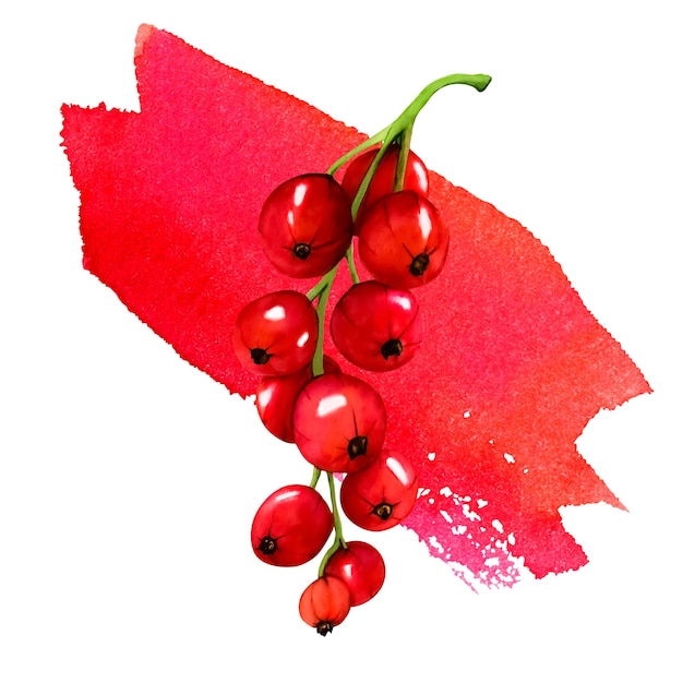 Watercolor red ripe currant berries isolated on white background Hand drawn botanical illustration Clip art berry branches and red watercolor stains