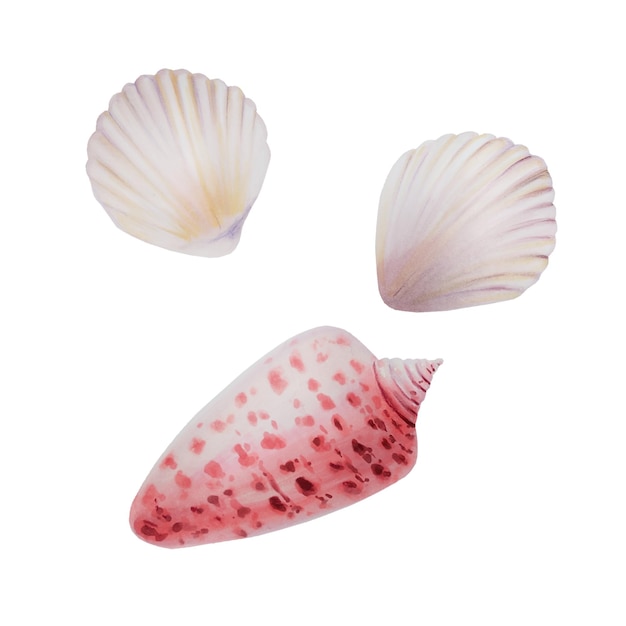 Watercolor sea shells Hand painting clipart underwater life objects on a white isolated background