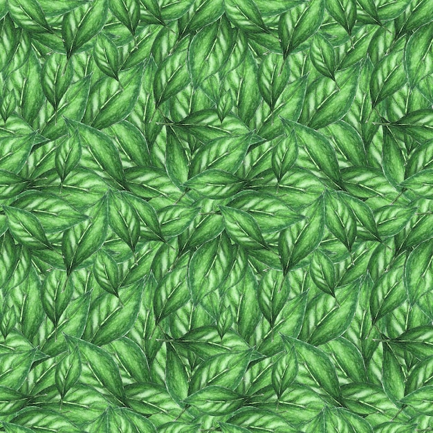 Watercolor seamless pattern of grapefruit leaves or red orange on a green background for packaging