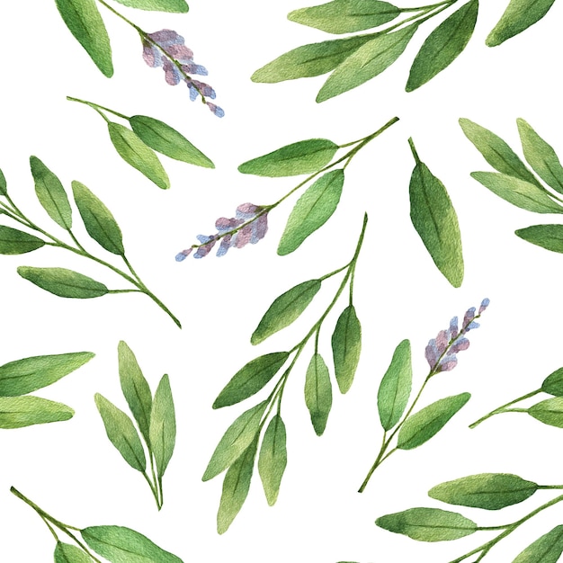 Watercolor seamless pattern hand drawn herb sage