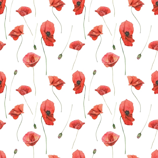 Watercolor seamless pattern with poppies on white background Wildflowers seamless pattern