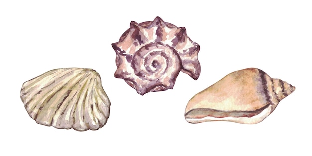 Watercolor set of isolated objects sea shells