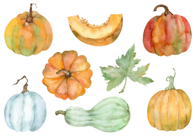 Watercolor set of isolated orange pumpkins. Thanksgiving collection of pumpkin harvest. Autumn set. Hand-drawn illustration of pumpkins