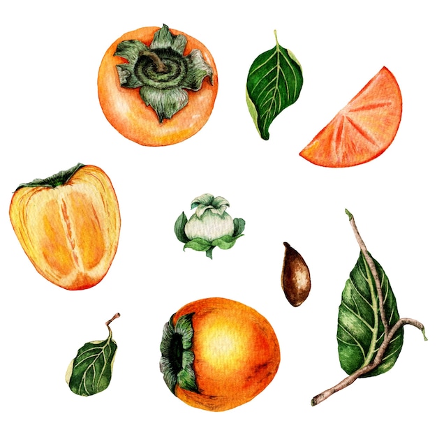 Watercolor set of persimmon