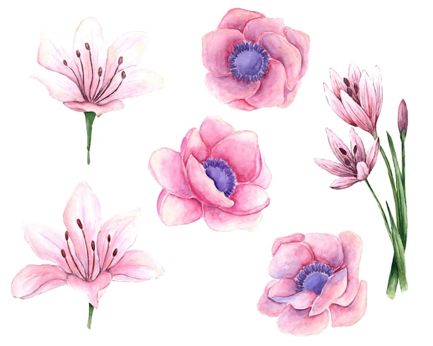 Watercolor set of pink flowers hand drawn illustration of flowers clipart