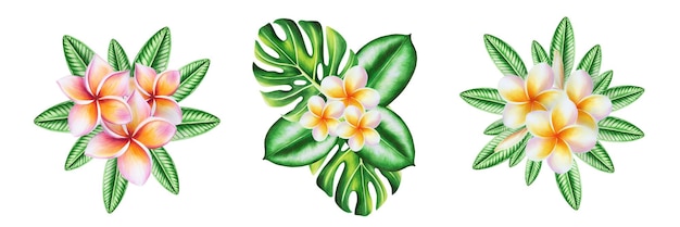 Watercolor set of realistic tropical bouquets illustration with plumeria flowers monstera and ficus