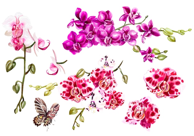 Watercolor set with different tropical orchids and butterfly Illustration