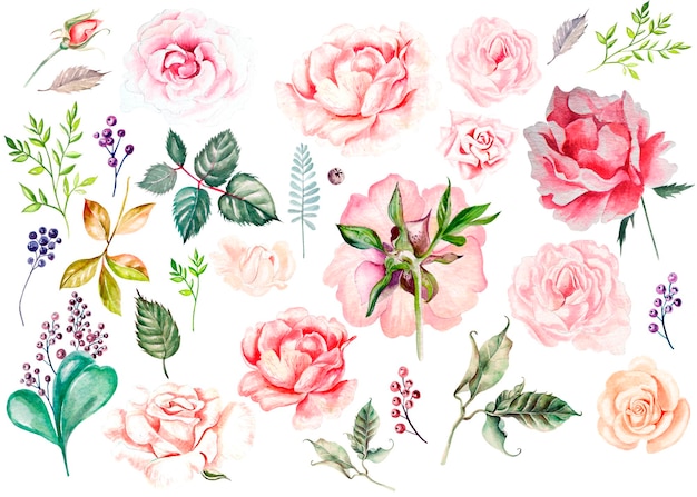 Watercolor set with roses buds leaves and berry Illustration