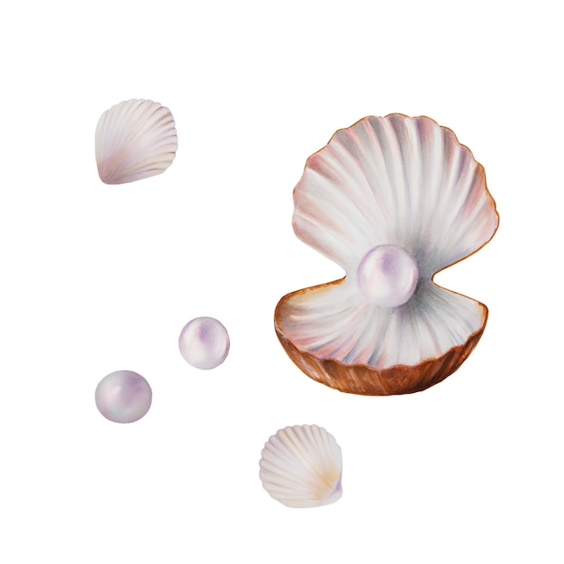 Watercolor shell with pearl Hand painting clipart underwater life objects on a white isolated