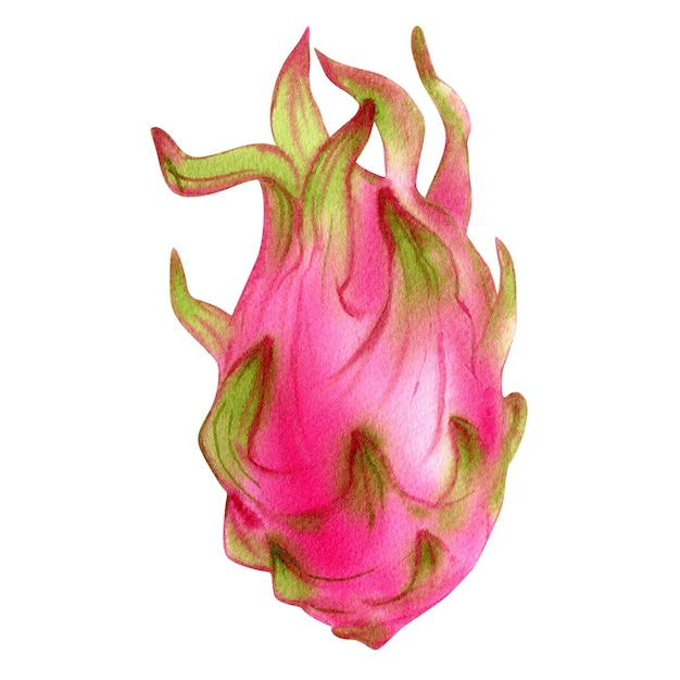 Watercolor sketch illustration of Dragon fruit tropical dessert