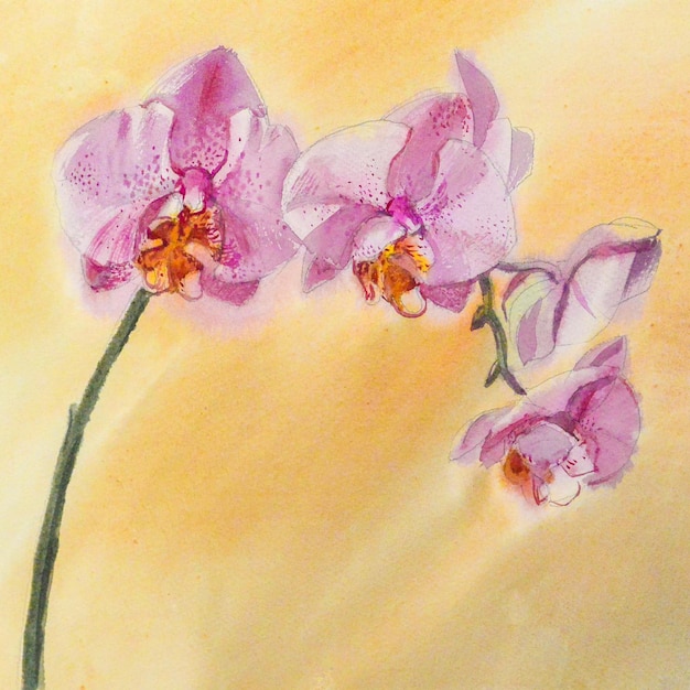 Watercolor sketch illustration of pink phalaenopsis orchid flower