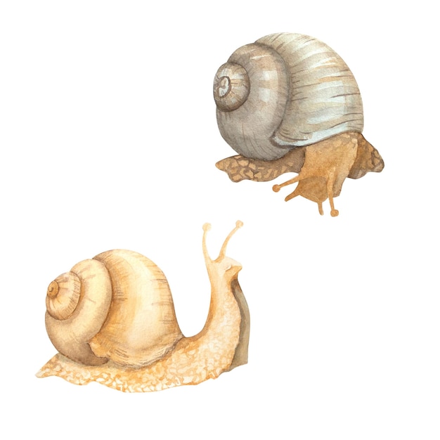 Watercolor snail on white background Animal illustration for postcards posters textile design