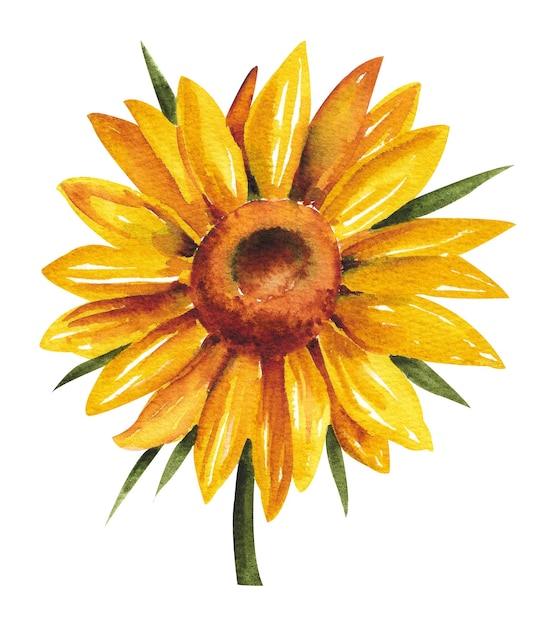 Watercolor sunflower Yellow bright sunflower bud on a white background