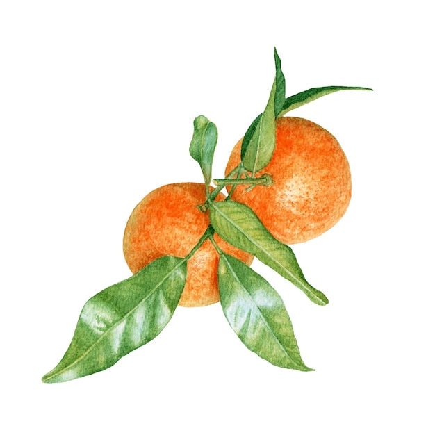 Watercolor tangerines with leaves on white background.