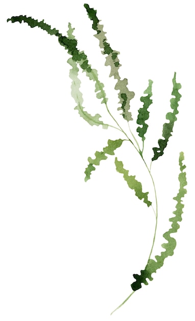 Watercolor thin tiny green grass leaves isolated illustration botanical wedding element