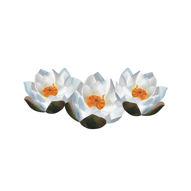 Watercolor three white waterlilies Aquatic flowers for logo For Mothers day Women day 2024 birthday