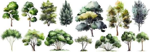 Watercolor trees collection Set of hand drawn trees Forest tree pack Generative Ai