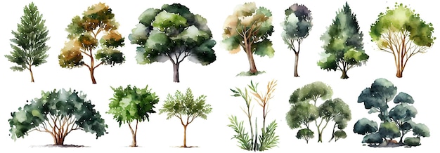 Watercolor trees collection Set of hand drawn trees Forest tree pack Generative Ai