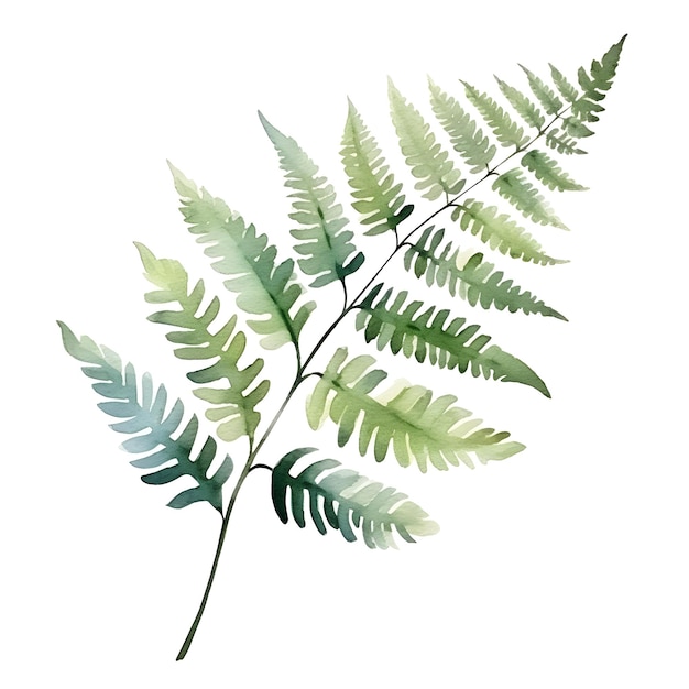 Watercolor of Unfurling Fern Fronds on White Background