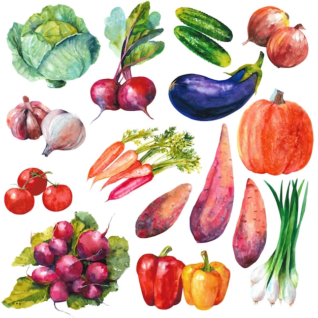 Watercolor vegetables Hand drawn illustration isolated on white background