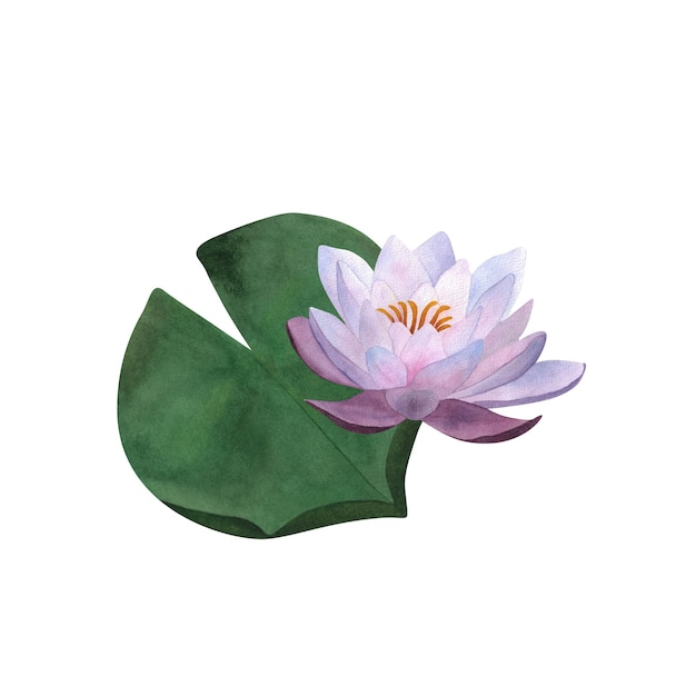 Watercolor violet waterlily and leaf for postcards spa yoga logos Womens day 2024 birthday Floral