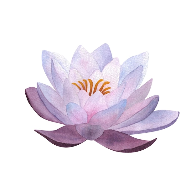 Watercolor violet waterlily Lilac isolated water flower for greeting cards postcards spa yoga logos