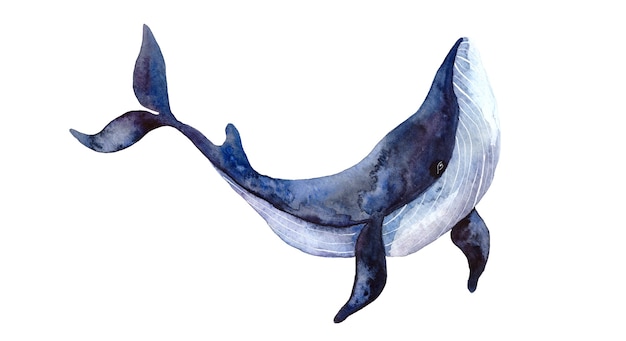 Watercolor whale handpainted illustration isolated