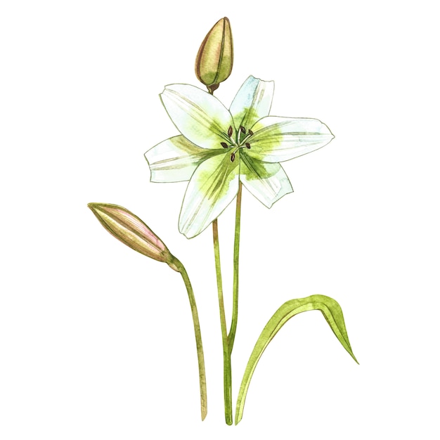 Watercolor white lilies. Wild flower set isolated on white.