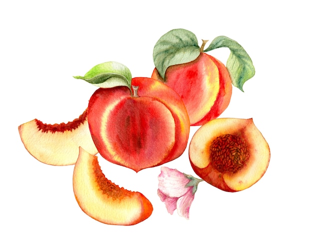 watercolor with hand drawn peaches. Different type of pieces.