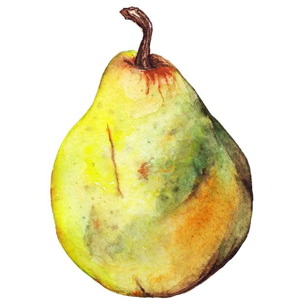 Watercolor yellow green pear ripe fruit isolated