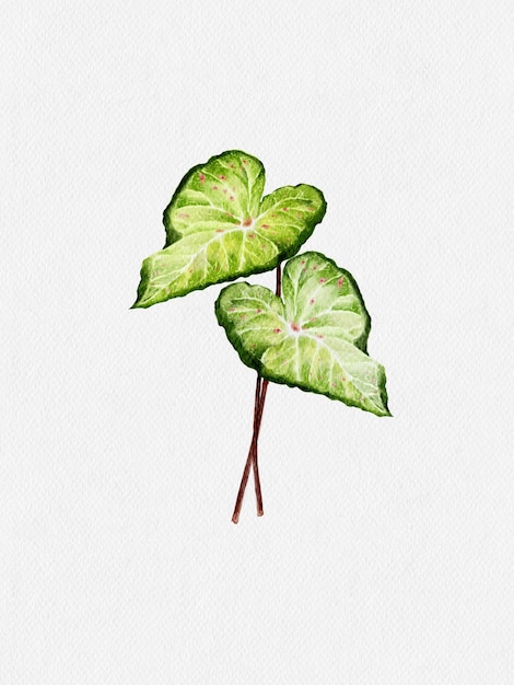 Watercolour hand paint of Caladium bicolour on paper, illustration Isolated natural green leaf with random pink and red dot on White background