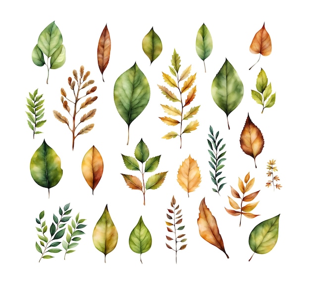 Photo watercolour leaves clip art set isolated hand drawn botanical collection