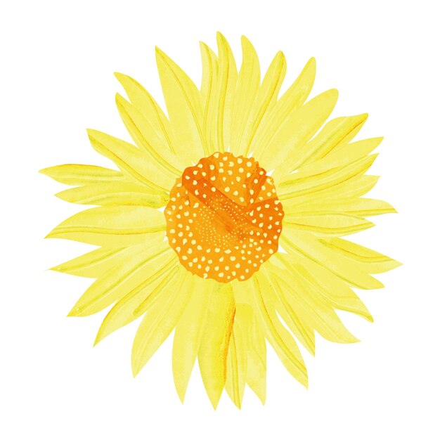 Watercolour sunflower isolated on white background Hand drawn floral illustration