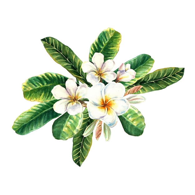 Watercolour of tropical white plumeria with leaves isolated on white background for summer design