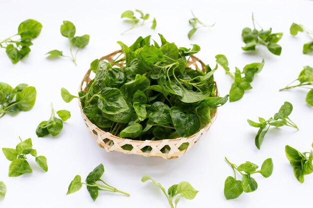 Watercress in bamboo basket on white background