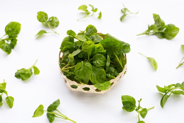 Watercress in bamboo basket on white background