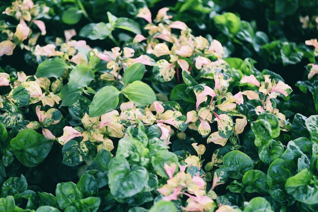 Watercress growing in the vegetable garden plant green leaf texture. Fresh watercress salad and herb