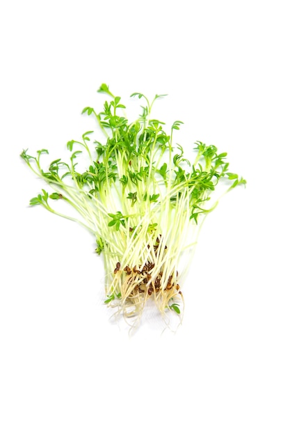 Watercress microgreen on white background isolate. Selective focus. nature.