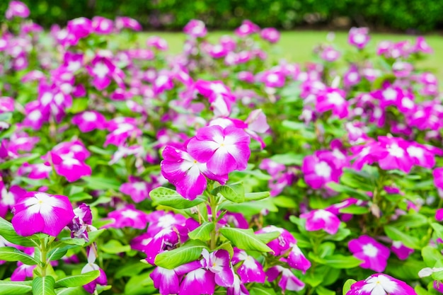 Watercressvinca flower bush pink white bloom