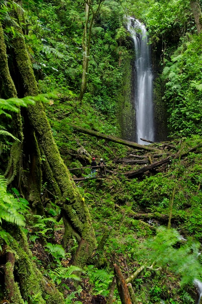 Waterfall at cloud forest La Amistad international park Chiriqui province Panama Central America