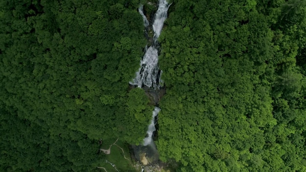 A waterfall in the forest with a green tree in the foreground