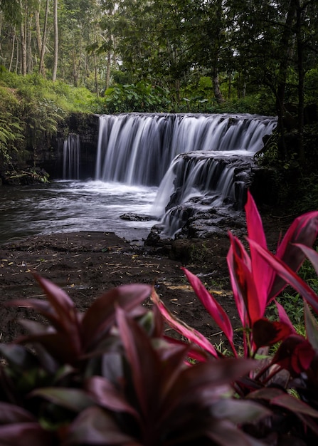 A waterfall in the rainforest with a pink flower in the foreground.