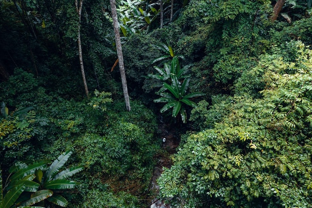 Waterfall in tropical forestwaterfall in jungle