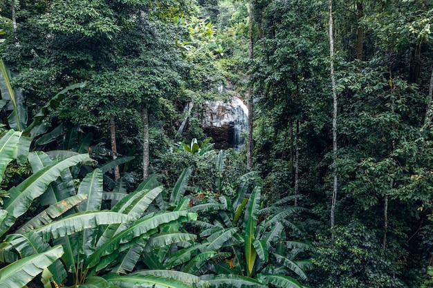 Waterfall in tropical forestwaterfall in jungle